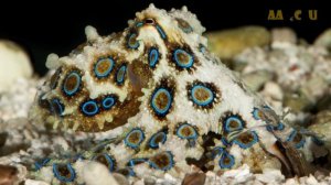 Синекольчатый осьминог: маленький, очаровательный и очень опасный