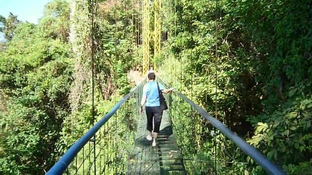 Canopy bridge crossing in Puntarenas Costa Rica смотреть онлайн