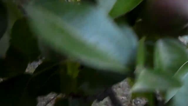 Груша с бордовыми плодами летом 2021 года смотреть онлайн