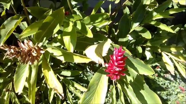 Alpinia purpurata vermelha смотреть онлайн