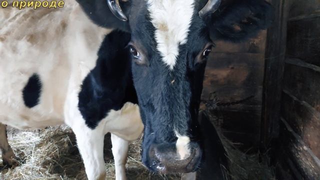 ИНТЕРЕСНЫЕ ФАКТЫ О КОРОВАХ. смотреть онлайн