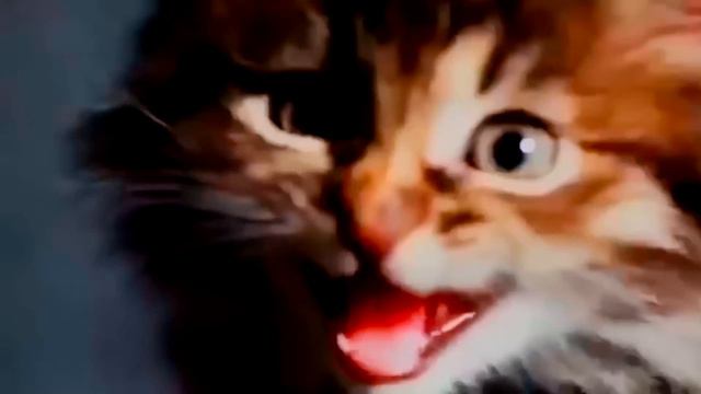 Котята поют Yiruma River Flows In You смотреть онлайн