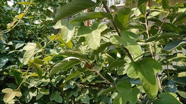 Пассифлора Фоэтида. Passiflora foetida. смотреть онлайн