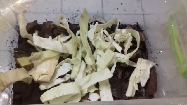 Уход за малышами улиток ахатин смотреть онлайн