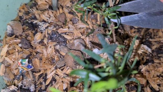 Серполистный 7 (обрезка) смотреть онлайн