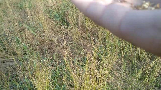 Как растет Лен "В Белоруссии" смотреть онлайн