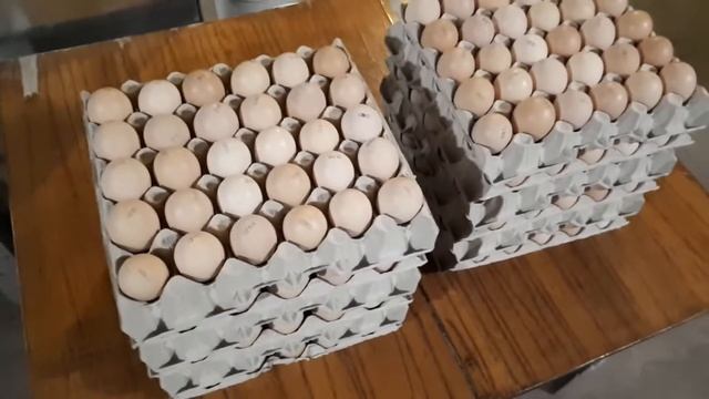 Как выглядит яйцо КОББ 500 Чехия??? Первая закладка яйца в инкубатор Мультилайф январь 2021. смотреть онлайн