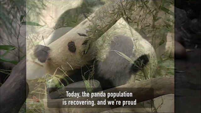 Panda Gao Gao Returns to China смотреть онлайн