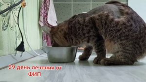 Лечение кошки от ФИП. Делаем укол GS от ФИП. Инфекционный перитонит кошек. Маруся с ФИП