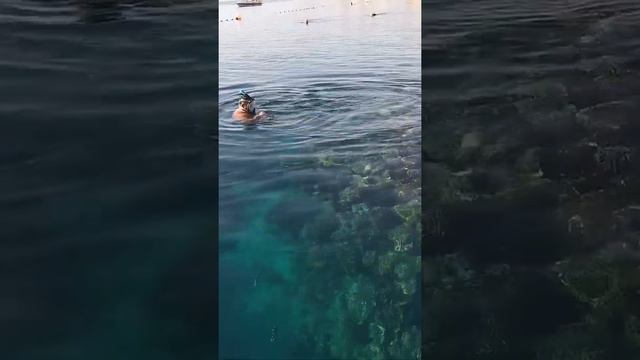 Египет Шарм-эль-Шейх Очень красивый риф Отель Island View Resort 5 *