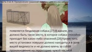 Как поймать бездомную собаку