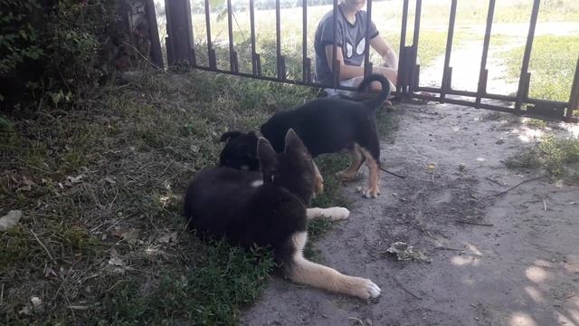 Выгуливаем собак смотреть онлайн