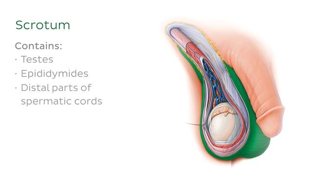 Testis and epididymis: structure and functions (preview) - Human Anatomy | Kenhub смотреть онлайн
