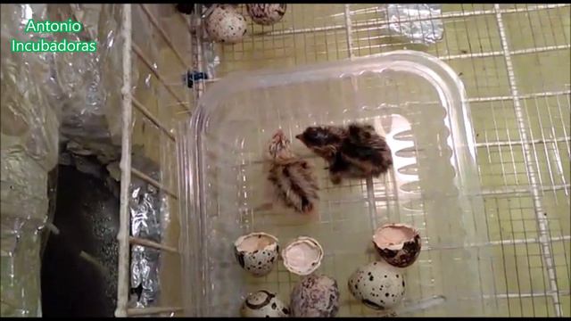 ¿Podemos abrir la incubadora durante la incubación? смотреть онлайн