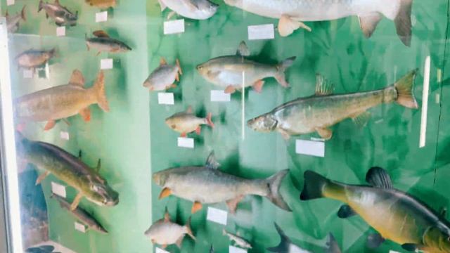 ?Минск: ночь в музее 2023? художественный и зоологический музеи? #chas #minsk #блогер #ночьвмузее смотреть онлайн