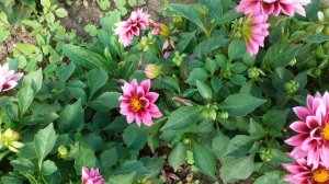 МОЙ ЦВЕТУЩИЙ ДВОР 10000 ПОДПИСЧИКОВ.