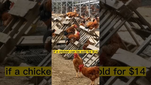The Chicken Farm Under the Photovoltaic Panels смотреть онлайн