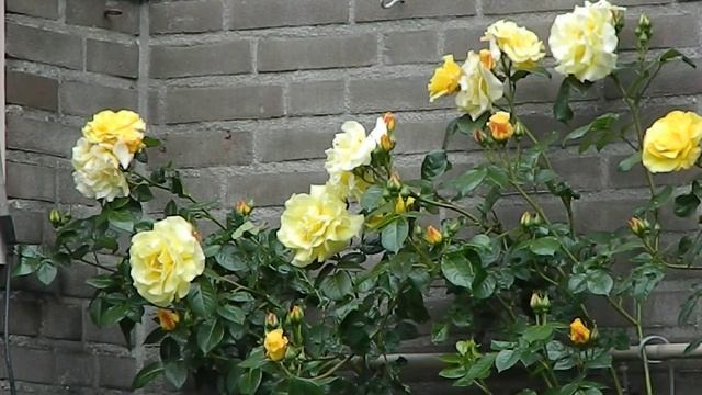 Rosa 'Golden Showers' смотреть онлайн