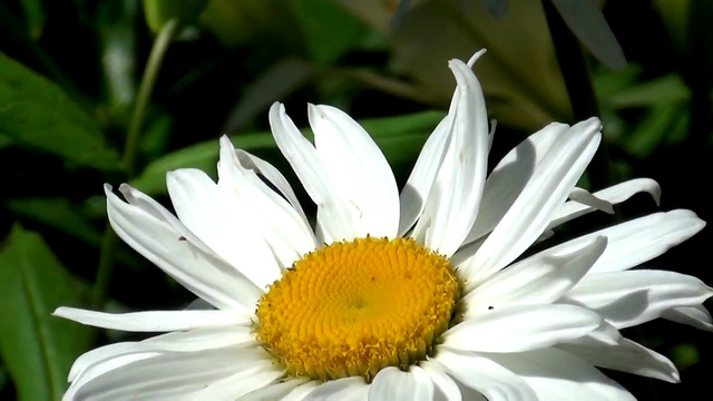 Бабочки Жирновского края. Новости Жирновска - форум Жираф смотреть онлайн