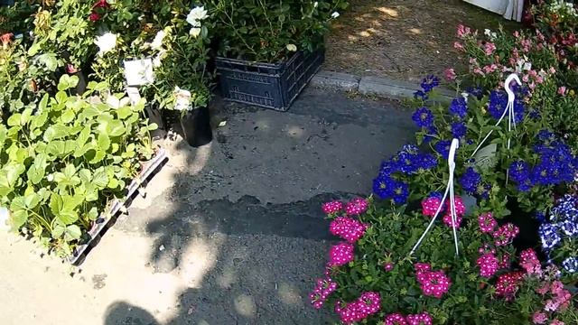 ЦЕНЫ В БОЛГАРИИ НА РАССАДУ КЛУБНИКИ, на РОЗЫ И ДРУГИЕ ЦВЕТЫ смотреть онлайн