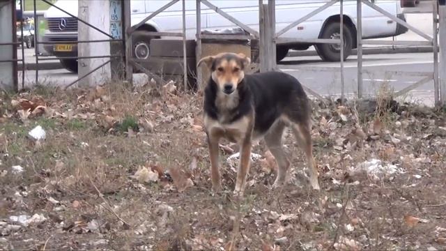 Реакция Кане Корсо на дворнягу. #КанеКорсо смотреть онлайн