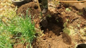 Выращивание инжира в суровом климате. Инжир в Белгороде.