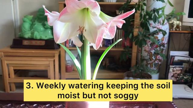 Five care tips for amaryllis || Amaryllis flower #amaryllis #flowers #bloom смотреть онлайн