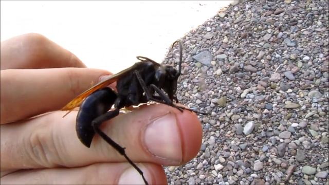 Hand feeding a giant Tarantula Hawk Wasp смотреть онлайн