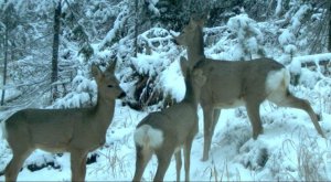 РЕАЛЬНАЯ ОХОТА НА СИБИРСКУЮ КОСУЛЮ.mp4