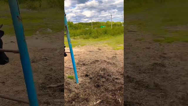 Как делаются телята смотреть онлайн