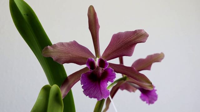 Orchid Smaul w/Blooms: Unregistered Cattleya Hybrid from Santa Barbara Orchid Estate смотреть онлайн