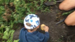 Картофель сорта Скарб. Обзор в нашем питомнике.