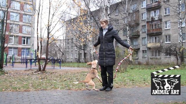 Брошенный бигль стал кинозвездой! смотреть онлайн