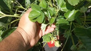 Клубника Мальвина, Фенелла обзор сортов