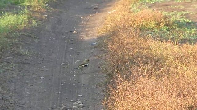 самка зяблика ходит по дороге полевой смотреть онлайн