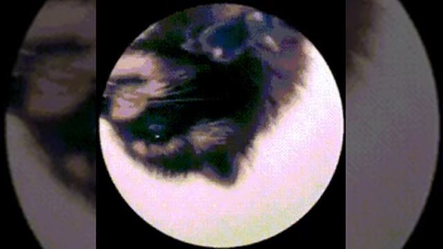 Педро Педро