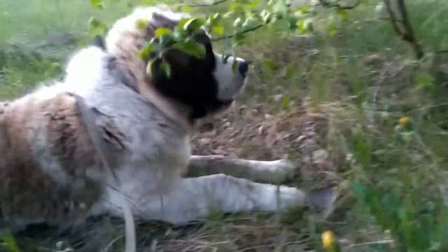 Собака и ёжик. Московская сторожевая. Встреча в парке The dog and the hedgehog. Meeting in the Par смотреть онлайн