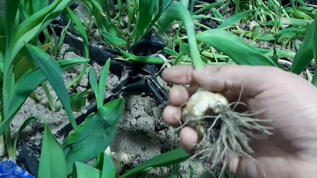 Результаты выгонки тюльпана 2021. Выбор сортов, заказ луковицы на следующий сезон. Луковица после в смотреть онлайн