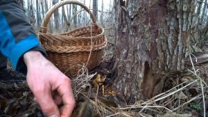 Зимний опёнок в декабре. Как вкусно готовить Фламмулину