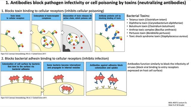 Lecture 5c: B Cell + Antibody Functions смотреть онлайн