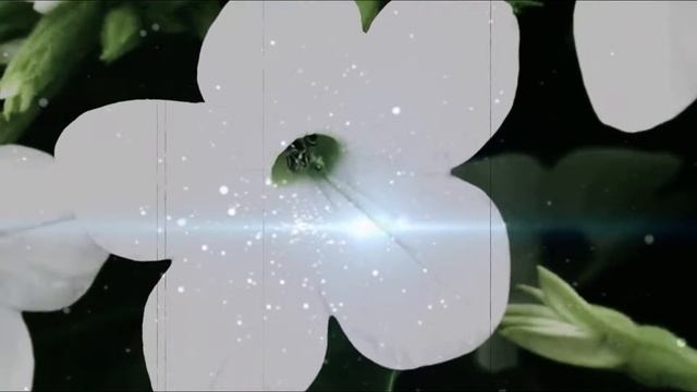 Nicotiana Alata ¡Increíble tipo de tabaco! | tabacopedia смотреть онлайн