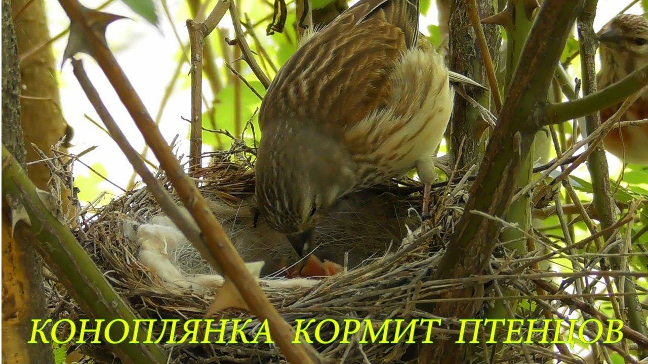 Коноплянка кормит недавно вылупившихся птенцов смотреть онлайн