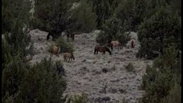 Kiger Mustangs смотреть онлайн