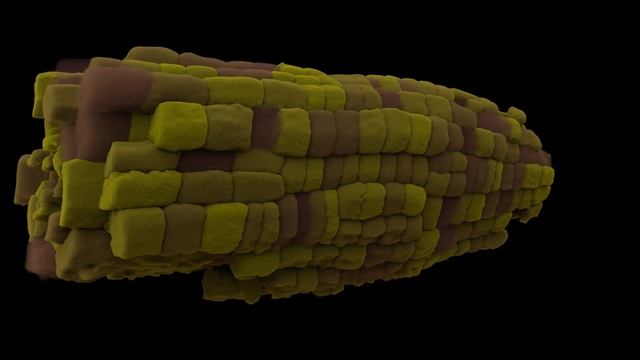 Demo: 3D reconstruction of Arabidopsis Root via MorphoGraphX 2.0 and Blender смотреть онлайн