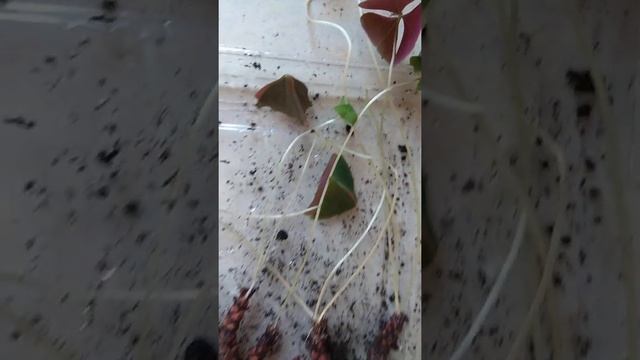 КИСЛИЦА. РИЗОМЫ смотреть онлайн