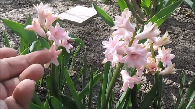 Розовый махровый гиацинт смотреть онлайн