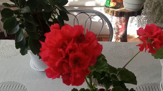Мои любимые буйно цветущие пеларгонии. смотреть онлайн