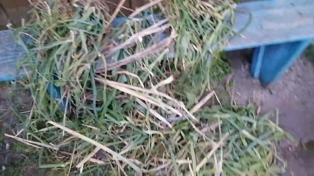 Лук БАТУН посейте обязательно ! смотреть онлайн