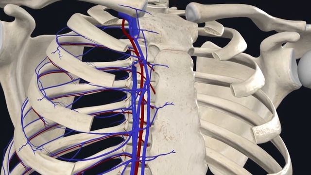 Верхняя полая вена анатомия / Непарная вена / Полунепарная вена / Ангиология смотреть онлайн