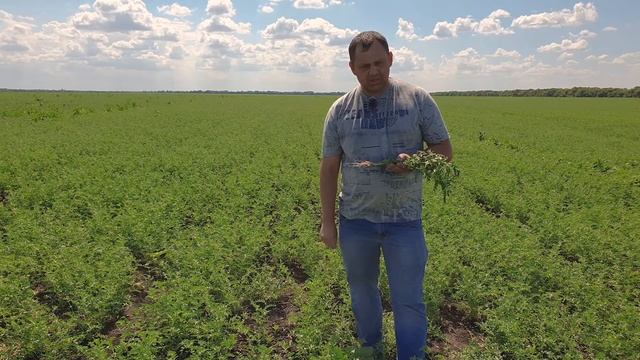 Протравители семян на нуте. Защищаем семена от плесневения, аскехитоза, фузариоза и бактериоза.